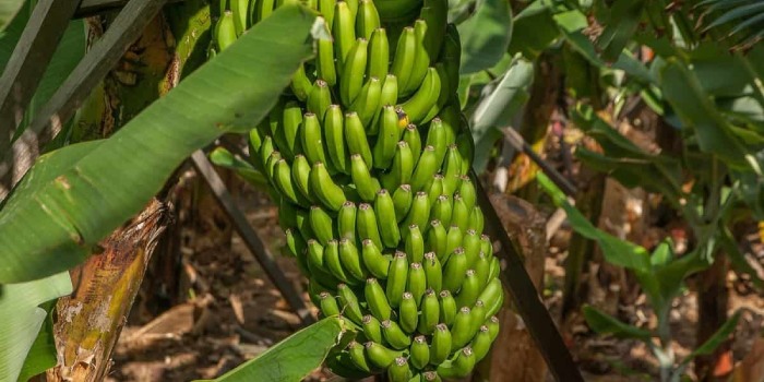 बिहार में केले की मांग के अनुसार रोपाई का समय निर्धारित करें जिससे केला की बिक्री में कम मेहनत एवं अत्यधिक सर्वाधिक लाभ प्राप्त हो